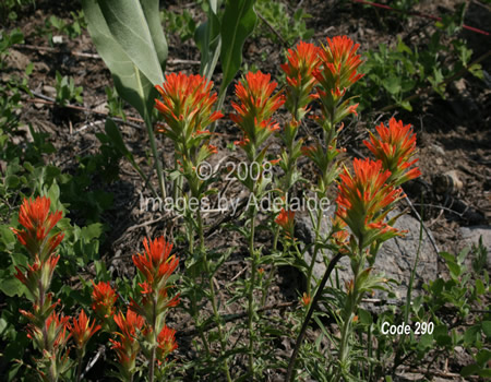 Wavy-Leaved Paintbrush